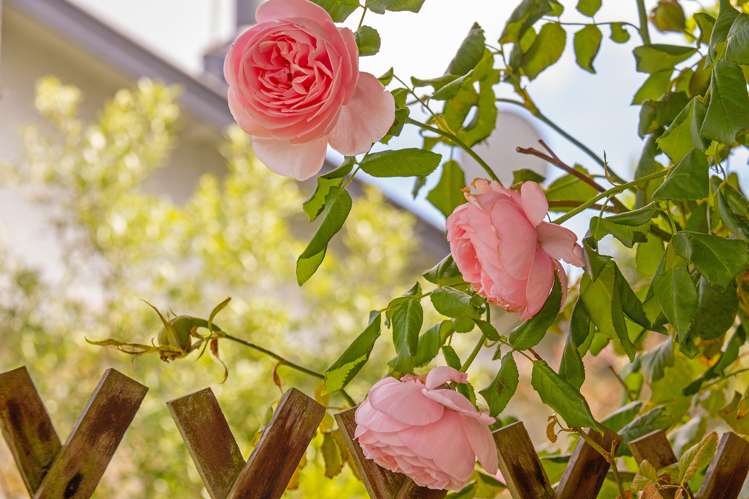 20 Third Street Masterton_23