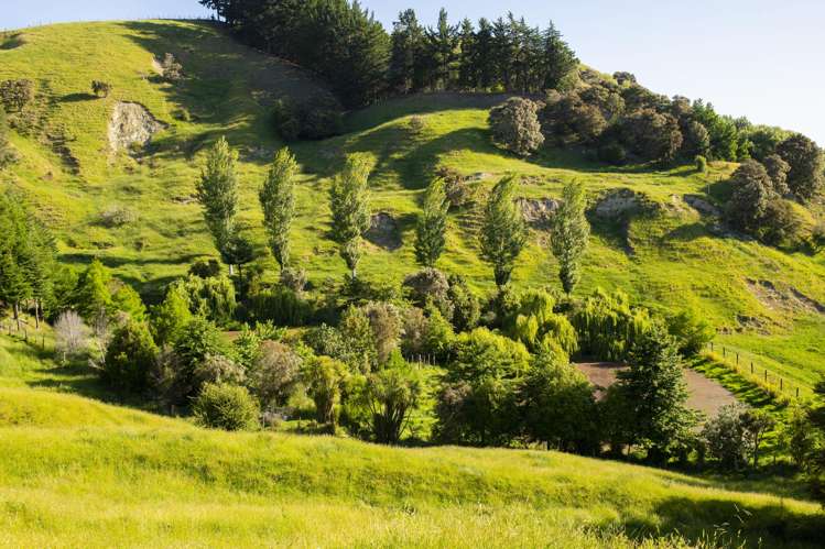 156 Bond Road Ormond_25