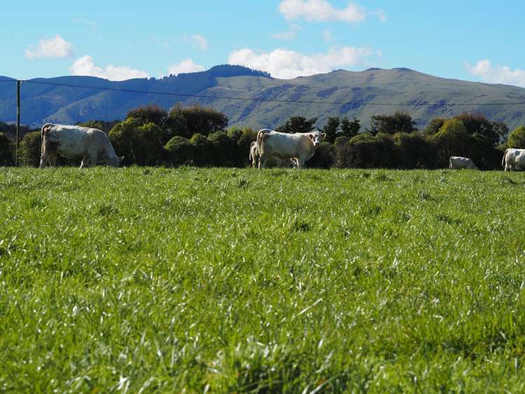 Lot Lot 3/606 Ridge Road Tai Tapu_12