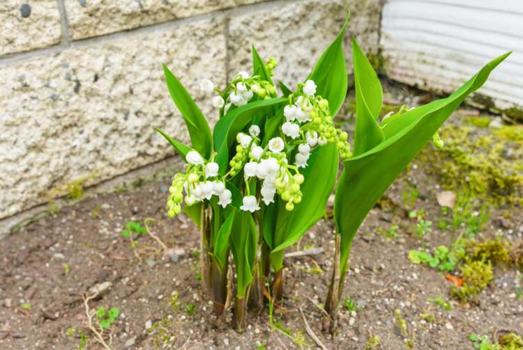 85a Harrison Street Wanganui Central_18