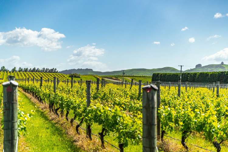 224 Te Muna Road Martinborough_18