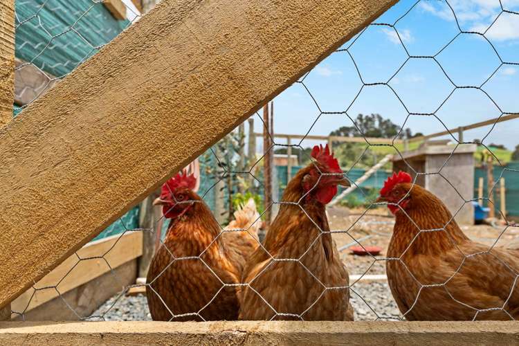 101 Waitokitoki Way Tutukaka_22