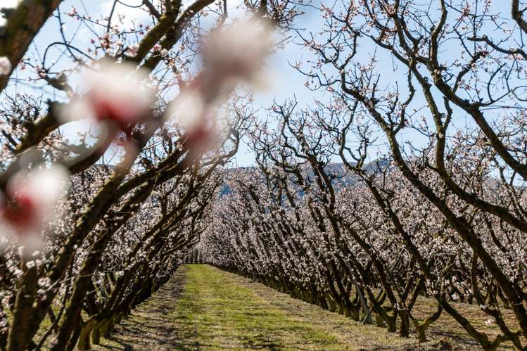 5221 Kurow Duntroon Road Duntroon_18