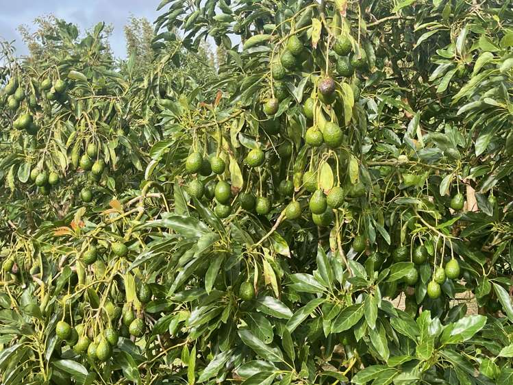 362 Kaimaumau Road Awanui_4