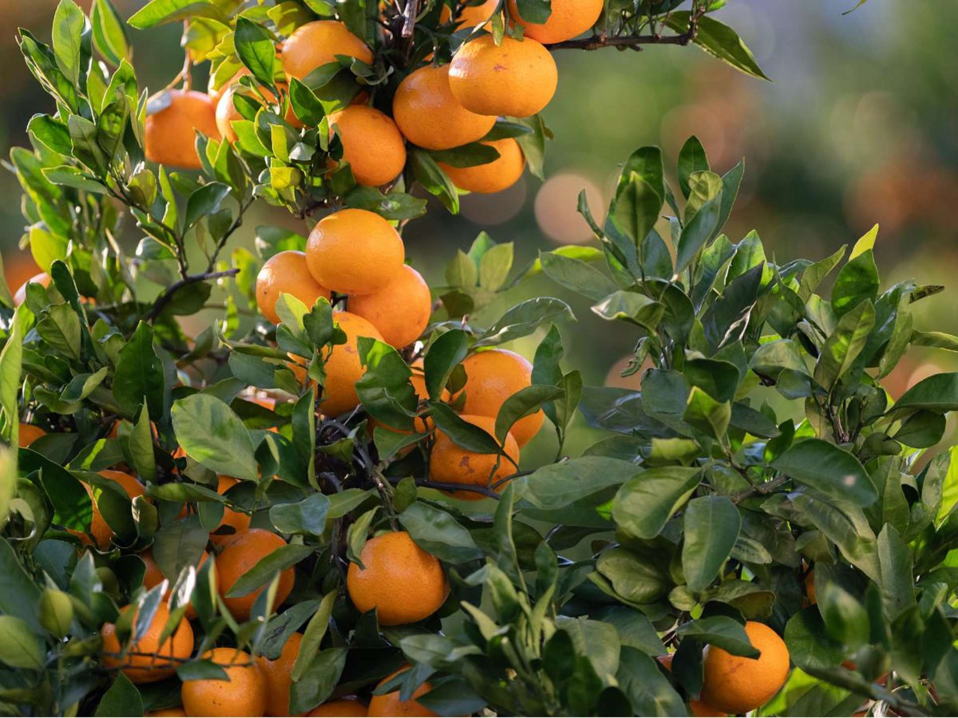 581D Kerikeri Road Kerikeri_0