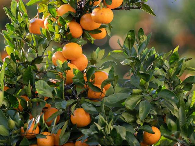 MANDARIN ORCHARD READY FOR NEXT HARVEST