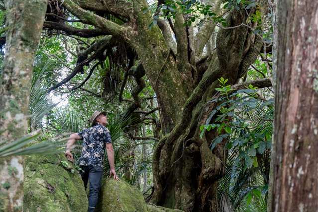 728 Ormiston Road Waipu_1