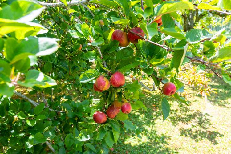 704 State Highway 1 Wellsford_5