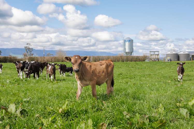 416 Wardville Road Matamata_13