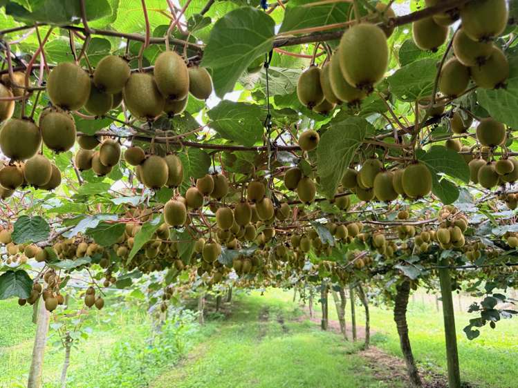 155 Mystery Valley Road Paengaroa_7