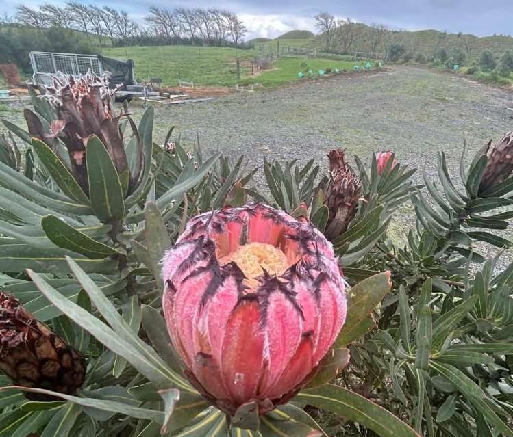 410 Mahuta Road Mahuta_23