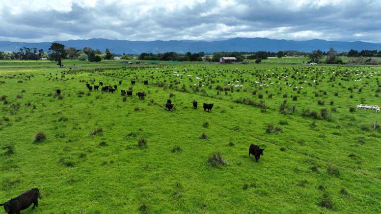 Duddings Line Tauherenikau_5