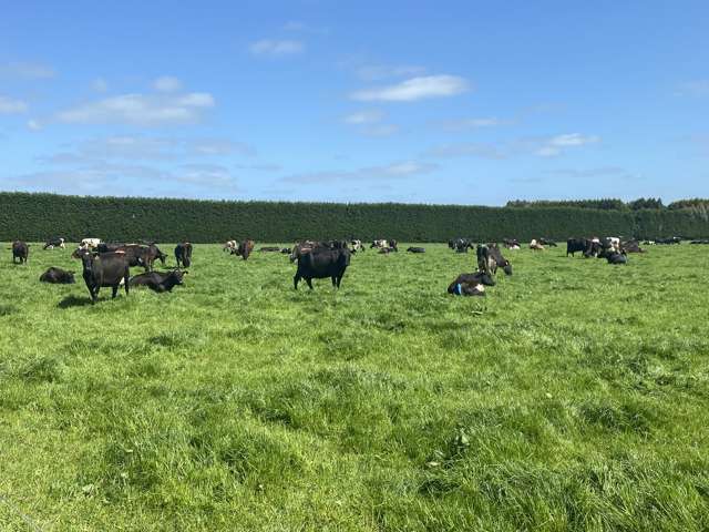 1005 Woodlands Invercargill Highway Longbush_2