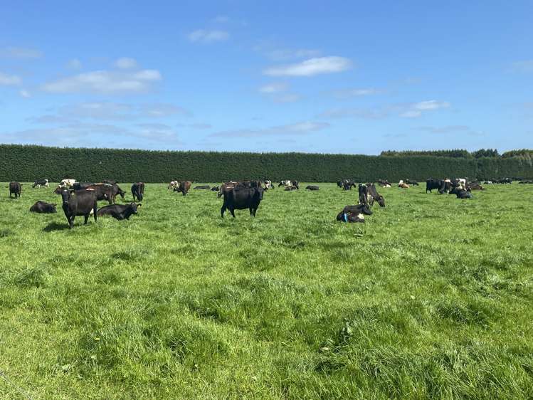 1005 Woodlands Invercargill Highway Longbush_2