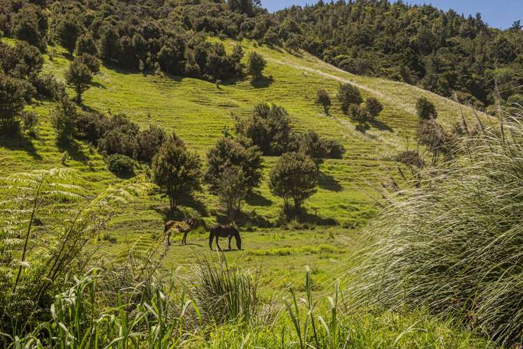 Hailes Road Whananaki_10