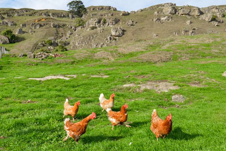 1275 Maraetotara Road Central Hawkes Bay Coastal_23