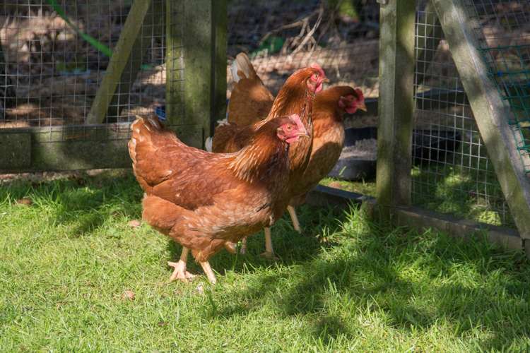 149 Central Road Hamurana_16