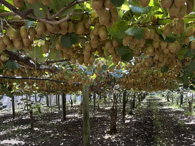 89 Work Road Aongatete_3