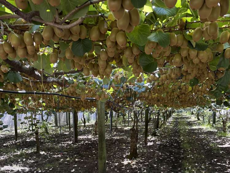 89 Work Road Aongatete_3