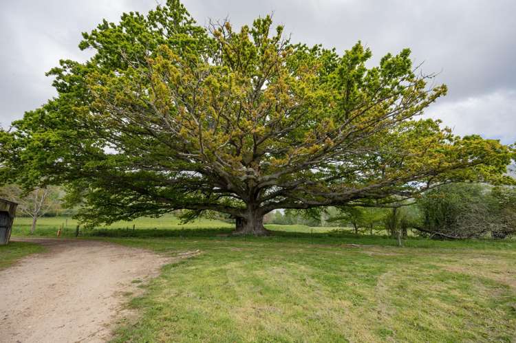 98 Thorpe-Orinoco Road Ngatimoti_43