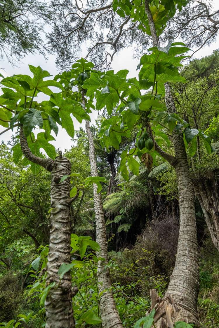 2149 North West Bay Marlborough Sounds_16