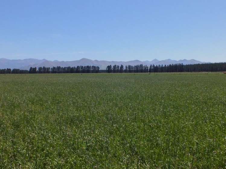 55 Costellos Road Hawarden_13