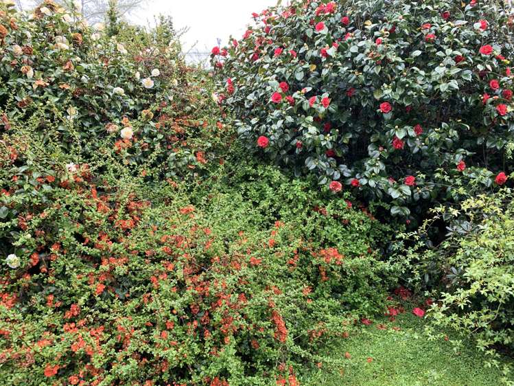 7 Oxford Street Balclutha_21