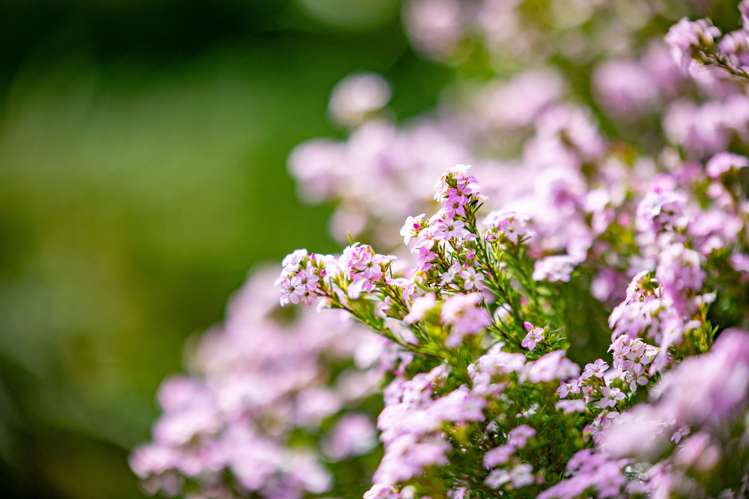 7 Griffiths Place Claudelands_25