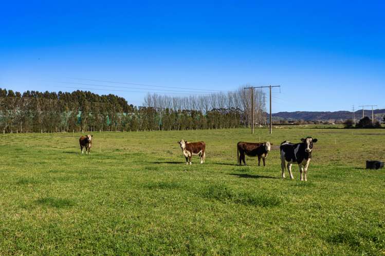 24 Willow Lane Edgecumbe_22