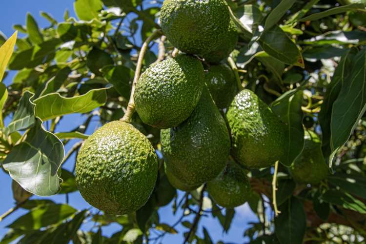 88 Stone Wall Rise_0