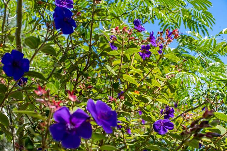 881 Whakapirau Road Whakapirau_29