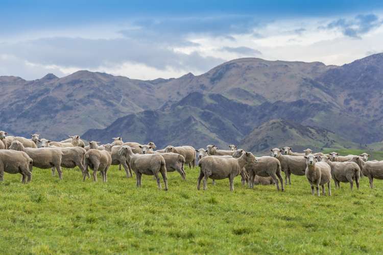 387 Eggleston Road Cheviot_2