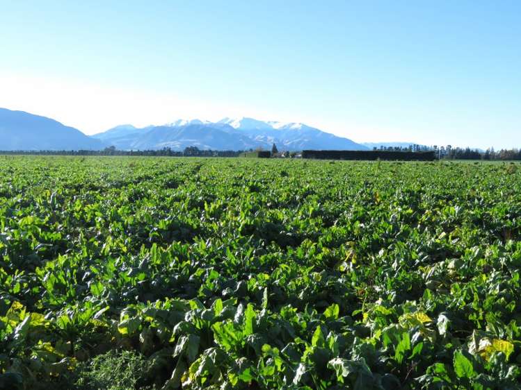 893 Tramway Road Mount Somers_8