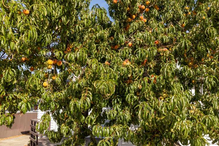 109 Pages Road Wainoni_14