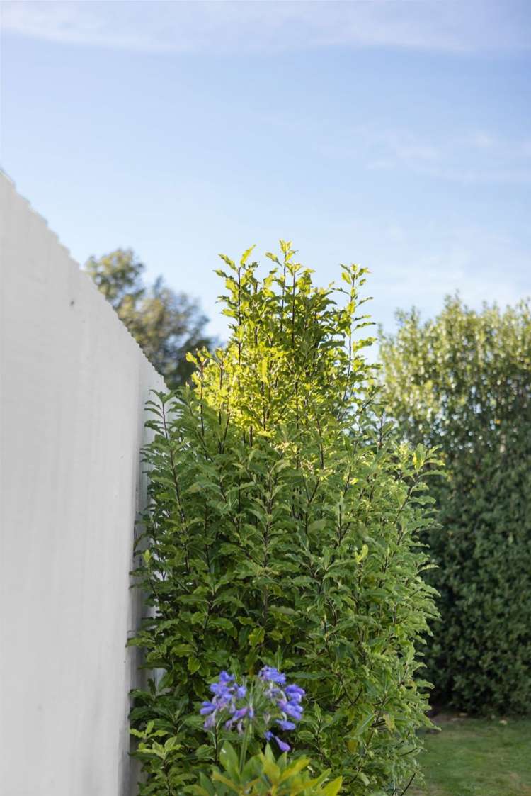 20A Tiora Place Upper Riccarton_29