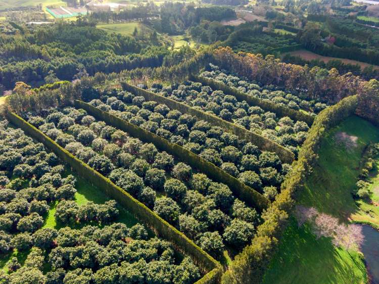 12 Timon Drive Hauraki Surrounds_6