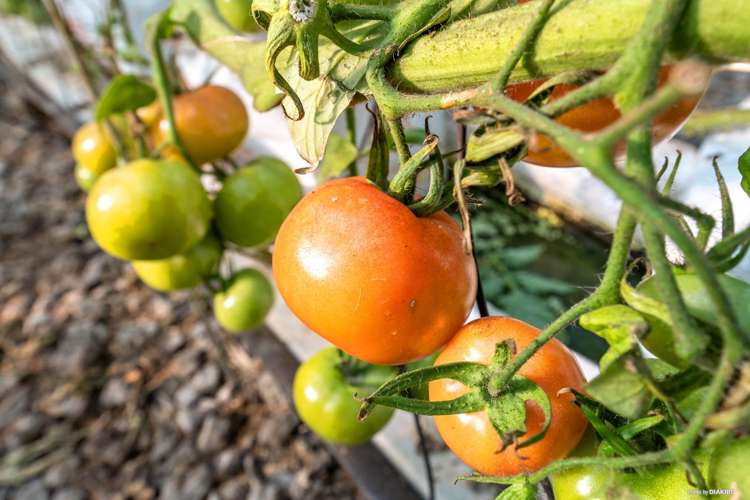 80 Orere-Matingarahi Road Orere Point_14