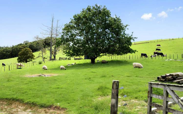 36 Pataua North Road_3