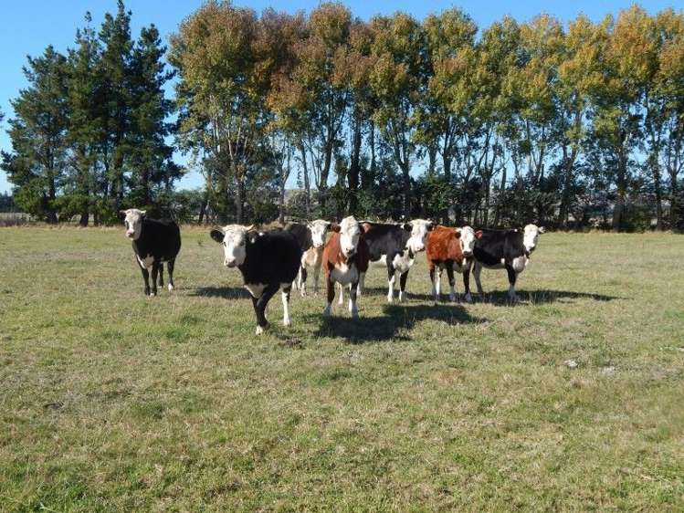 381 Bidwills Cutting Road Greytown_13