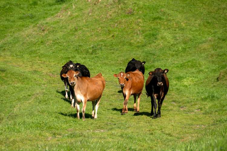 2261 Te Kopia Road Reporoa and Surrounds_13