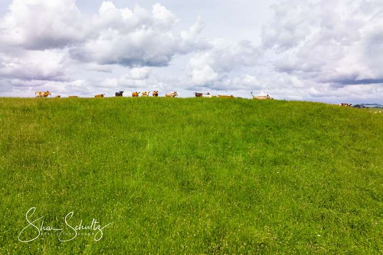 1509 Tinopai Road Tinopai_23