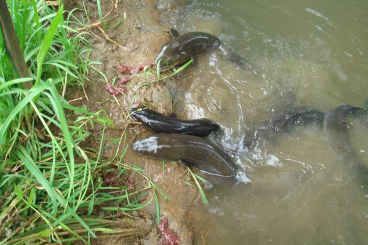 145b Helenslee Road Pokeno_58