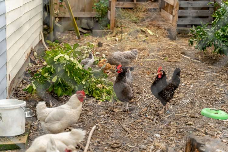 36 Watt Street Featherston_16