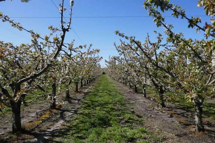 Mount Pisa Road Cromwell_5