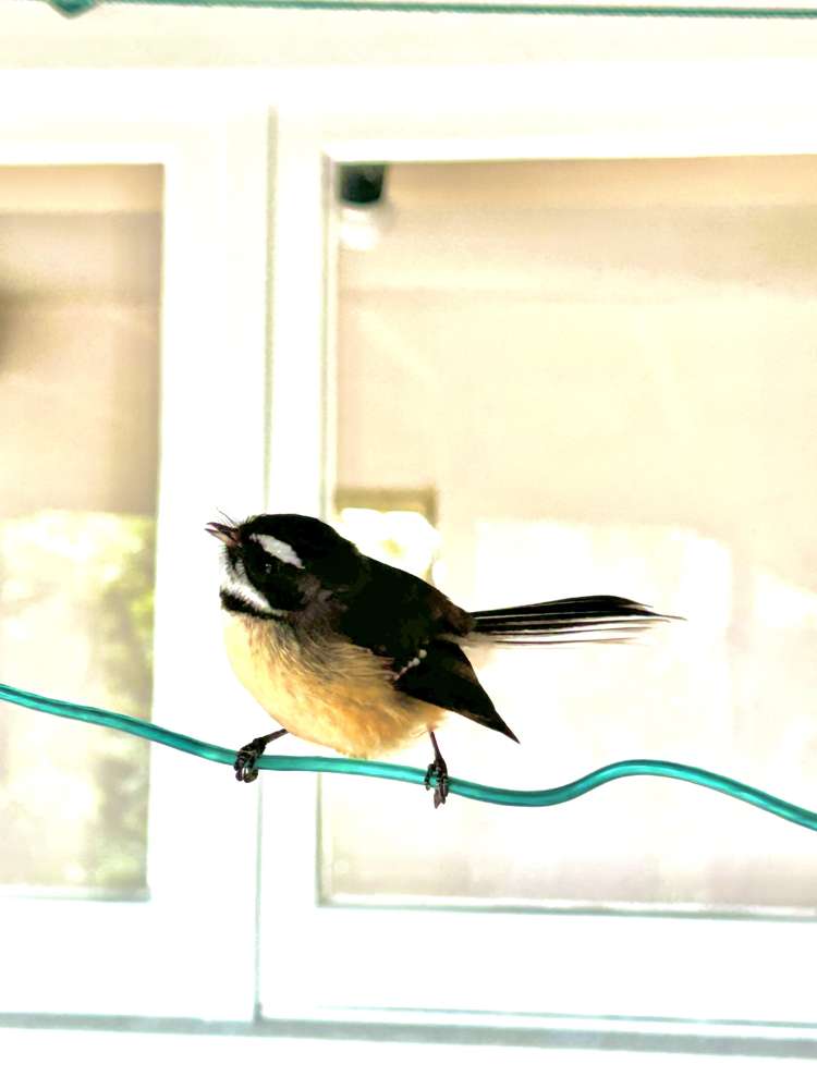 1/29 Norman Road Hauraki_15