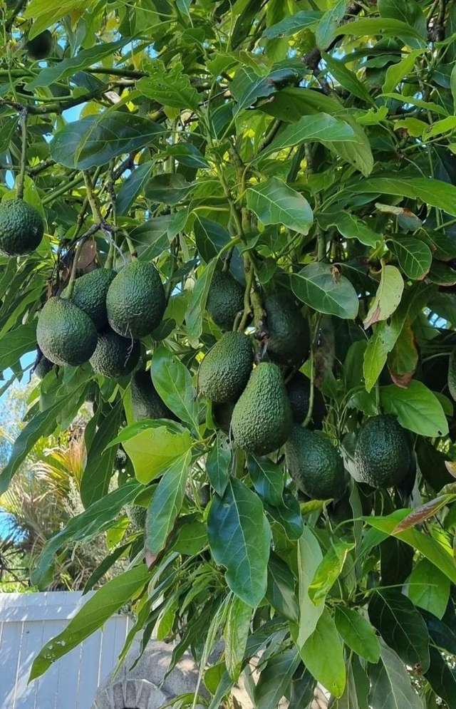 124 Victoria Street Onehunga_2