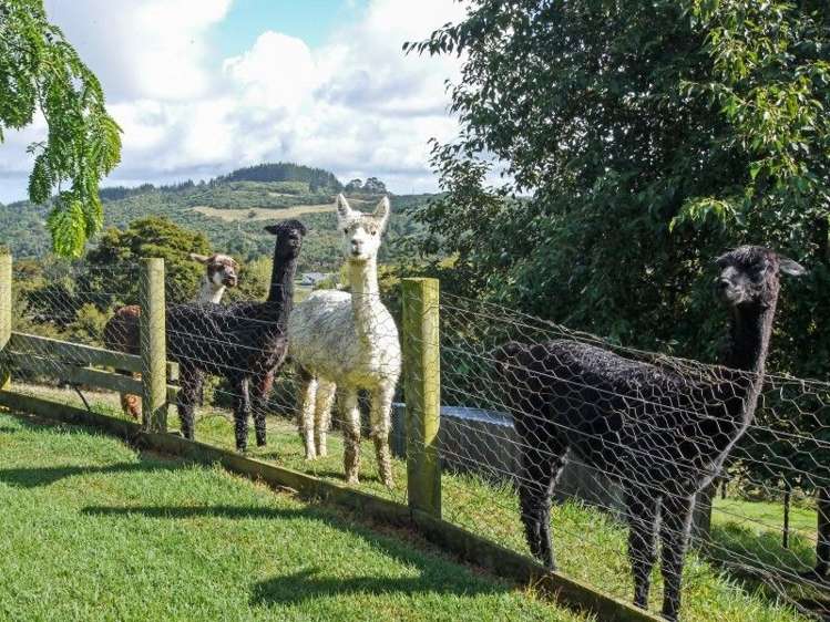 215 Judge Richardson Drive Opaheke_20