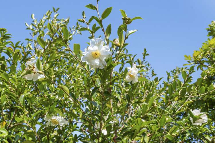 58 Morley Street New Plymouth Central_14