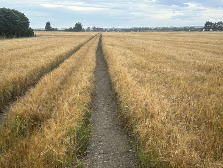 215 Falvey Road Levels_2