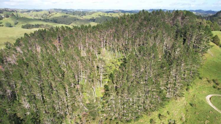 Taylor Road Mangapai and Surrounds_16